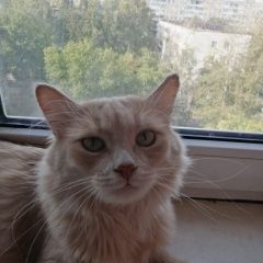 Подробнее об объявлении «Пропал кот Уфа» Фото: пропала кошка  «Пропал кот Уфа» в г. Уфа