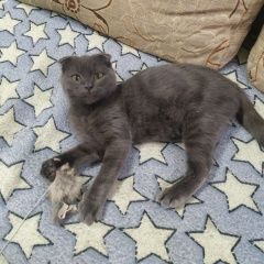 Подробнее об объявлении «Пропал кот Батайск» Фото: пропала кошка Шотландский сеттер (гордон) «Пропал кот Батайск» в г. Батайск