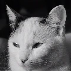 Подробнее об объявлении «Пропала кошка по имени музя Астана Акмолинская обл. (Целиноградская обл.)» Фото: пропала кошка  «Пропала кошка по имени музя Астана Акмолинская...» в г. Астана Акмолинская обл. (Целиноградская обл.)