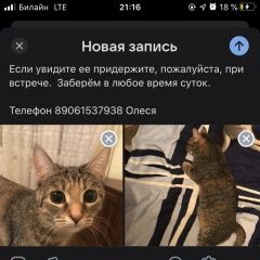 Подробнее об объявлении «Саратов Пропала кошка ул блинова 21 б» Фото: пропала кошка  «Саратов Пропала кошка ул блинова 21 б» в г. Саратов