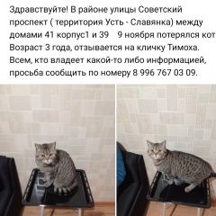Подробнее об объявлении «Пропал кот пожалуйста помогите найти Санкт-Петербург» Фото: пропала кошка Скоттиш страйт (шотландская прямоухая) «Пропал кот пожалуйста помогите найти...» в г. Санкт-Петербург