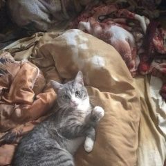 Подробнее об объявлении «Пропал кот помогите найти Тула» Фото: пропала кошка  «Пропал кот помогите найти Тула» в г. Тула