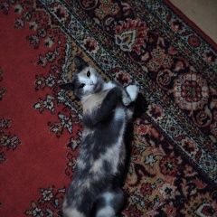 Подробнее об объявлении «Пропала кошка https://vk.com/id. Ковров» Фото: пропала кошка  «Пропала кошка https://vk.com/id. Ковров» в г. Ковров