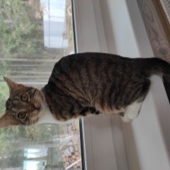 Подробнее об объявлении «Пропала кошка кошечка 3, 4 месяца. Калуга» Фото: пропала кошка  «Пропала кошка кошечка 3, 4 месяца. Калуга» в г. Калуга