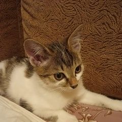 Подробнее об объявлении «Пропала кошка Чита» Фото: пропала кошка  «Пропала кошка Чита» в г. Чита