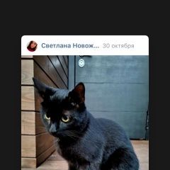 Подробнее об объявлении «Пропал кот чёрный кот с зелёным ошейником Приозерск» Фото: пропала кошка  «Пропал кот чёрный кот с зелёным ошейником...» в г. Приозерск