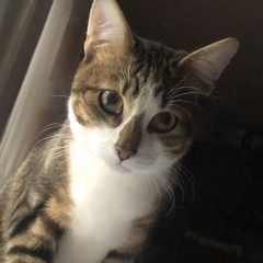 Подробнее об объявлении «Пропал кот Рязань» Фото: пропала кошка  «Пропал кот Рязань» в г. Рязань