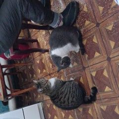 Подробнее об объявлении «Пропала кошка Уфа» Фото: пропала кошка  «Пропала кошка Уфа» в г. Уфа