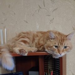 Картинка пропала кошка В городе Красногорск запропастился котейка. Красногорск