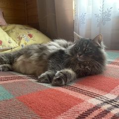 Подробнее об объявлении «Москва Пропала кошка муша» Фото: пропала кошка Сибирская кошка «Москва Пропала кошка муша» в г. Москва