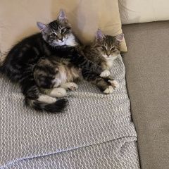 Подробнее об объявлении «Пропал кот Мурманск» Фото: пропала кошка  «Пропал кот Мурманск» в г. Мурманск