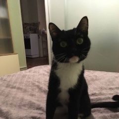 Подробнее об объявлении «Пропала кошка василиса Иркутск» Фото: пропала кошка  «Пропала кошка василиса Иркутск» в г. Иркутск