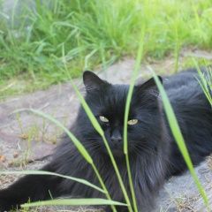 Подробнее об объявлении «Пропал кот Щелково» Фото: пропала кошка  «Пропал кот Щелково» в г. Щелково