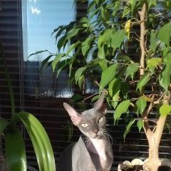 Подробнее об объявлении «Пропал кот 11 ноября под маячном на углу Оренбург» Фото: пропала кошка Донской сфинкс «Пропал кот 11 ноября под маячном на углу Оренбург» в г. Оренбург