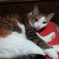 Подробнее об объявлении «Саратов Пропала кошка трёхцветная» Фото: пропала кошка  «Саратов Пропала кошка трёхцветная» в г. Саратов