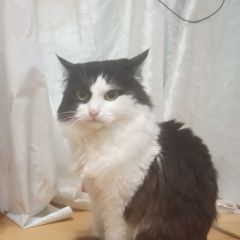 Подробнее об объявлении «Пропал кот чёрно-белый, худощавый Анапа» Фото: пропала кошка  «Пропал кот чёрно-белый, худощавый Анапа» в г. Анапа