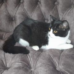 Подробнее об объявлении «Пропала кошка Батайск» Фото: пропала кошка  «Пропала кошка Батайск» в г. Батайск