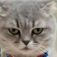 Подробнее об объявлении «Пропала кошка Каспийск» Фото: пропала кошка  «Пропала кошка Каспийск» в г. Каспийск