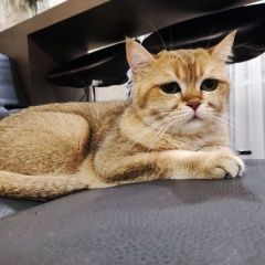 Подробнее об объявлении «Нижний Новгород Пропал кот» Фото: пропала кошка Британская короткошерстная кошка «Нижний Новгород Пропал кот» в г. Нижний Новгород