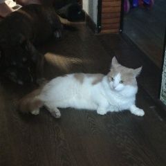 Подробнее об объявлении «Пропал кот 2 года возможно за рали Ульяновск» Фото: пропала кошка  «Пропал кот 2 года возможно за рали Ульяновск» в г. Ульяновск