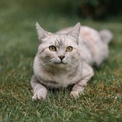 Подробнее об объявлении «Пропала кошка Тольятти» Фото: пропала кошка  «Пропала кошка Тольятти» в г. Тольятти