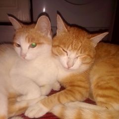 Подробнее об объявлении «Пропала кошка просим позвонить Нижний Тагил» Фото: пропала кошка  «Пропала кошка просим позвонить Нижний Тагил» в г. Нижний Тагил