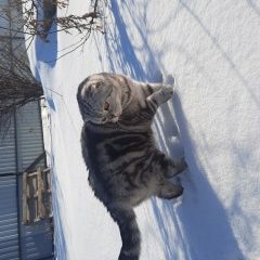 Подробнее об объявлении «Пропал котик Рубцовск» Фото: пропала кошка Британская длинношерстная кошка «Пропал котик Рубцовск» в г. Рубцовск