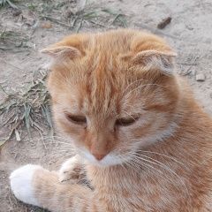 Картинка пропала кошка В городе Руза потерялась киска. Руза