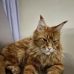 Подробнее об объявлении «Пропала кошка кот. вознаграждение Воскресенское (Саратовск.)» Фото: пропала кошка Мейн-кун «Пропала кошка кот. вознаграждение Воскресенское...» в г. Воскресенское (Саратовск.)