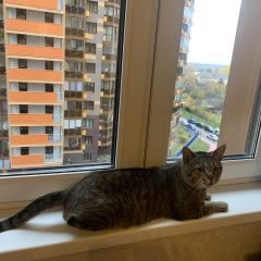 Подробнее об объявлении «Пропал кот дарик Дорохово» Фото: пропала кошка  «Пропал кот дарик Дорохово» в г. Дорохово