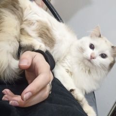 Подробнее об объявлении «Пропала кошка Москва» Фото: пропала кошка  «Пропала кошка Москва» в г. Москва