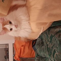 Подробнее об объявлении «Пропала кошка в районе ул.карпова Тула» Фото: пропала кошка  «Пропала кошка в районе ул.карпова Тула» в г. Тула