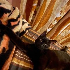 Подробнее об объявлении «Пропал кот моррис Пушкин» Фото: пропала кошка Сиамская кошка «Пропал кот моррис Пушкин» в г. Пушкин