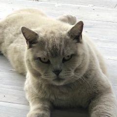 Подробнее об объявлении «Пропал кот, район 8 щели Новороссийск» Фото: пропала кошка Британская длинношерстная кошка «Пропал кот, район 8 щели Новороссийск» в г. Новороссийск