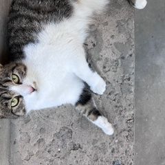 Подробнее об объявлении «Пропала кошка Симферополь» Фото: пропала кошка  «Пропала кошка Симферополь» в г. Симферополь