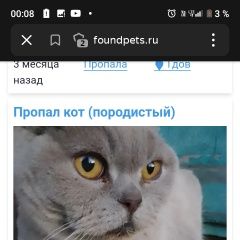 Подробнее об объявлении «Гдов Пропал кот британский» Фото: пропала кошка Британская короткошерстная кошка «Гдов Пропал кот британский» в г. Гдов