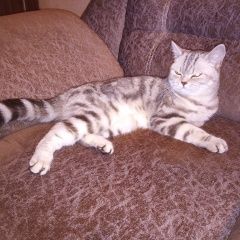 Подробнее об объявлении «Пропала кошка Омск» Фото: пропала кошка Британская короткошерстная кошка «Пропала кошка Омск» в г. Омск