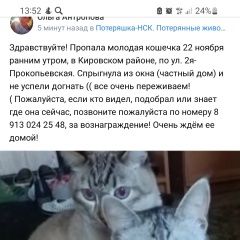 Подробнее об объявлении «Пропала кошка молодая кошечка Новосибирск» Фото: пропала кошка  «Пропала кошка молодая кошечка Новосибирск» в г. Новосибирск