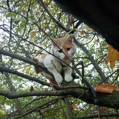 Подробнее об объявлении «Калининград (Кенигсберг) Пропал кот» Фото: пропала кошка  «Калининград (Кенигсберг) Пропал кот» в г. Калининград (Кенигсберг)