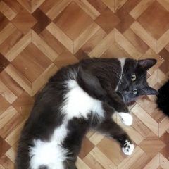 Подробнее об объявлении «Пенза Пропала кошка 23.11 утром» Фото: пропала кошка  «Пенза Пропала кошка 23.11 утром» в г. Пенза