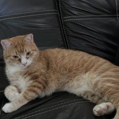 Подробнее об объявлении «Пропал кот домашний кот Анапа» Фото: пропала кошка  «Пропал кот домашний кот Анапа» в г. Анапа