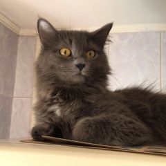 Подробнее об объявлении «Астрахань Пропала кошка» Фото: пропала кошка  «Астрахань Пропала кошка» в г. Астрахань