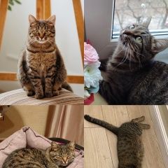 Подробнее об объявлении «Ярославль Пропала кошка» Фото: пропала кошка  «Ярославль Пропала кошка» в г. Ярославль