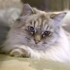 Подробнее об объявлении «Пропала кошка Михнево» Фото: пропала кошка  «Пропала кошка Михнево» в г. Михнево