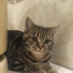 Подробнее об объявлении «Пропала кошка ксюша. Волжский (Волгоградская обл.)» Фото: пропала кошка Скоттиш страйт (шотландская прямоухая) «Пропала кошка ксюша. Волжский (Волгоградская обл.)» в г. Волжский (Волгоградская обл.)