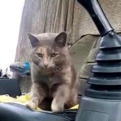 Подробнее об объявлении «Пропала кошка Санкт-Петербург» Фото: пропала кошка  «Пропала кошка Санкт-Петербург» в г. Санкт-Петербург