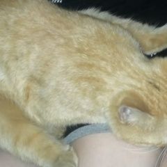 Подробнее об объявлении «Пропал кот Шахты» Фото: пропала кошка  «Пропал кот Шахты» в г. Шахты