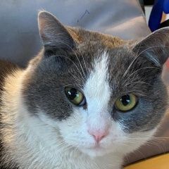 Подробнее об объявлении «Пропал кот Домодедово» Фото: пропала кошка  «Пропал кот Домодедово» в г. Домодедово