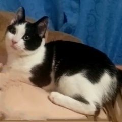 Подробнее об объявлении «Пропал кот Подольск» Фото: пропала кошка  «Пропал кот Подольск» в г. Подольск