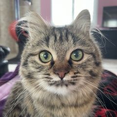 Подробнее об объявлении «Пропала кошка пушистая кошка, в бежевом ошейнике. Высоковск» Фото: пропала кошка  «Пропала кошка пушистая кошка, в бежевом...» в г. Высоковск